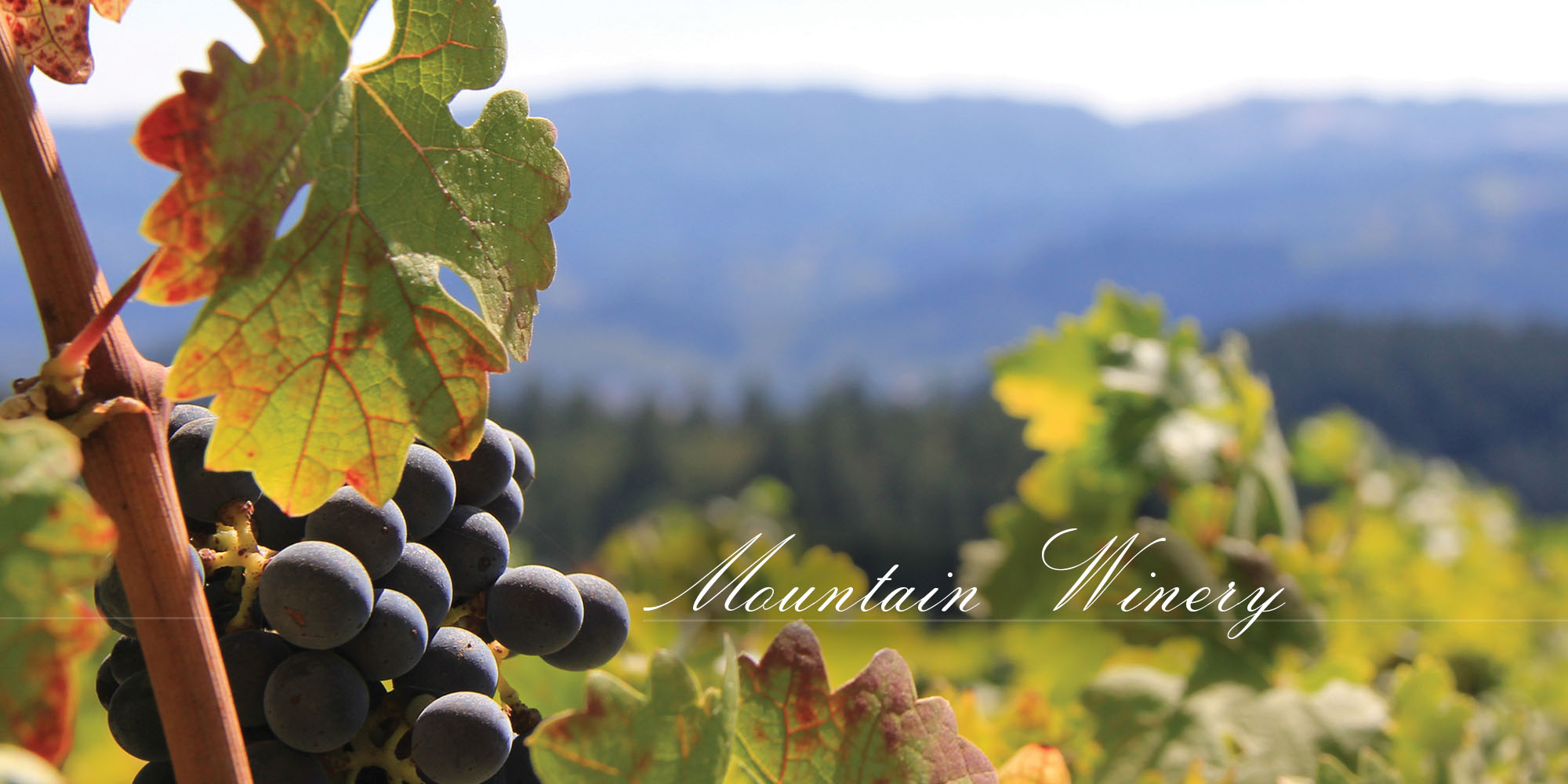 MountainWienry-Header