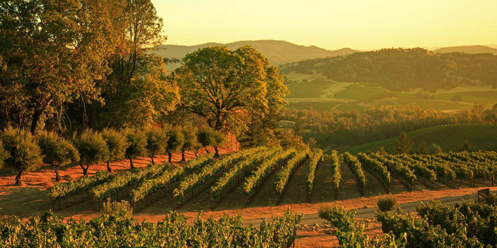Burgess Cellars Haymakers Vineyards